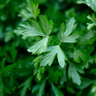 Fresh green parsley leaves with intricate detail.