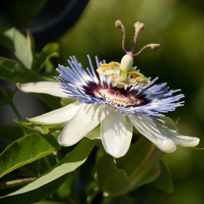 Unique passionflower with white petals and a purple and white crown.