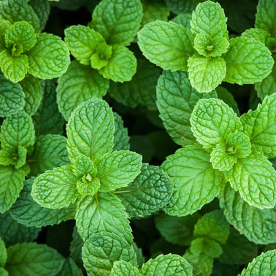 Bright green peppermint leaves with textured surface.