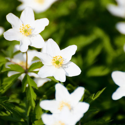 White silvervine flowers with yellow centers on green foliage.