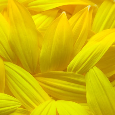 Bright yellow sunflower petals in a tight, overlapping arrangement.