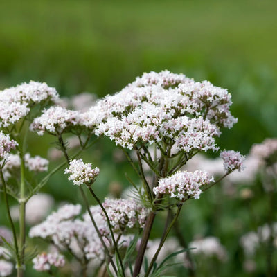 Soft pink and white valerian root flowers clustered on tall stems.