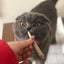 Gray British Shorthair taking a catnip joint from a hand.