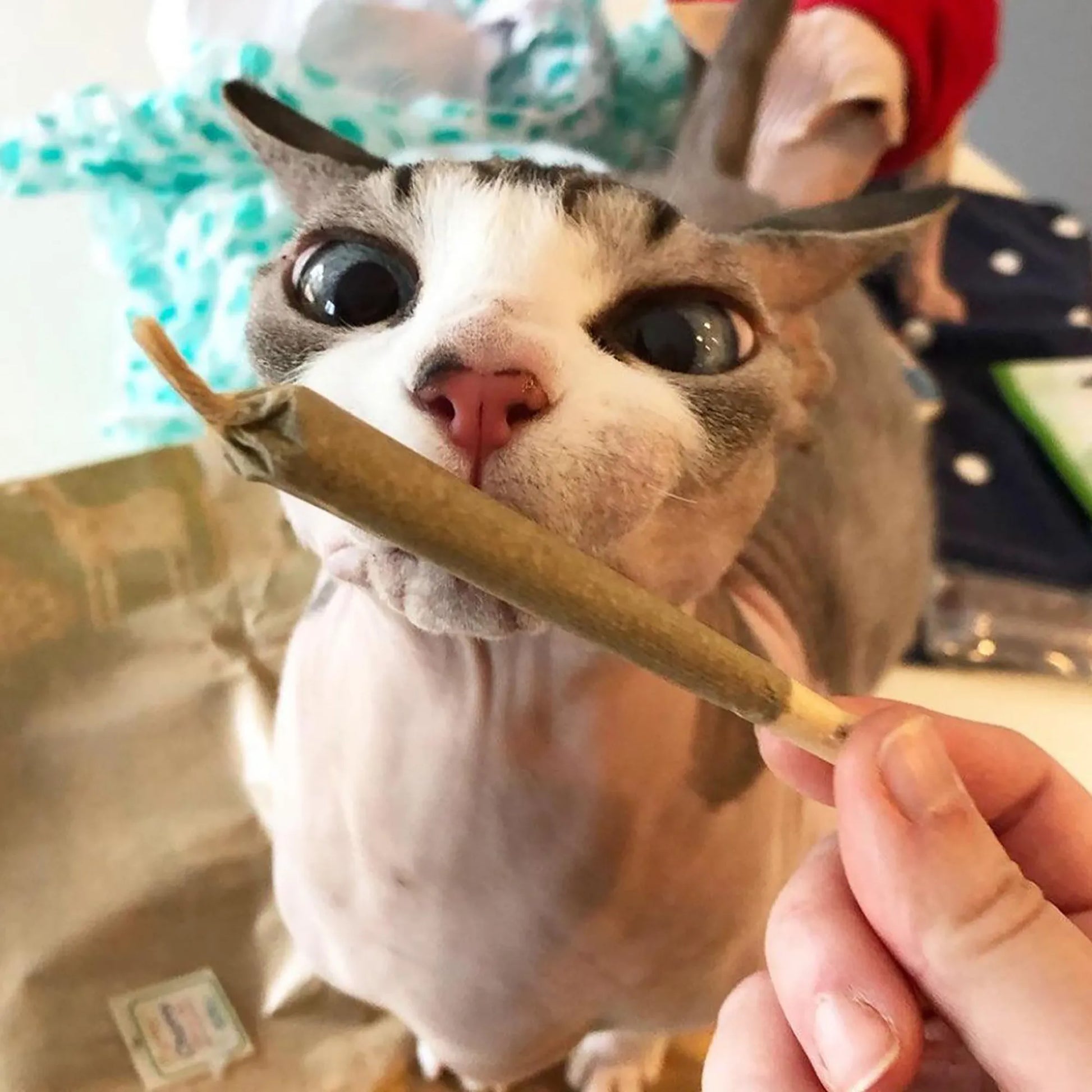 Hairless cat eagerly biting a catnip joint.