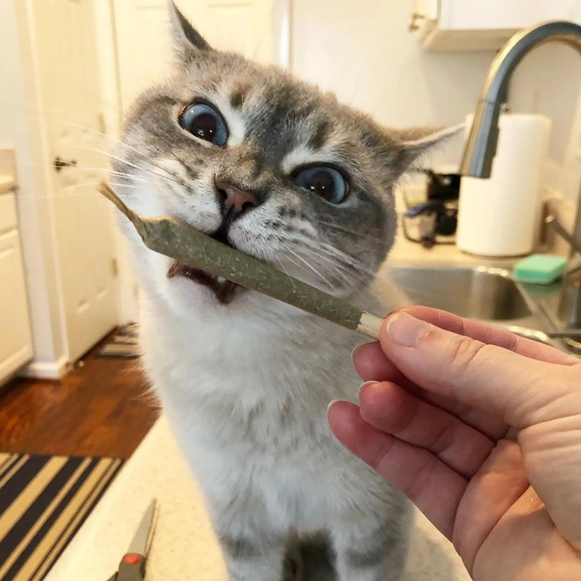 Siamese cat biting a catnip joint with wide eyes.