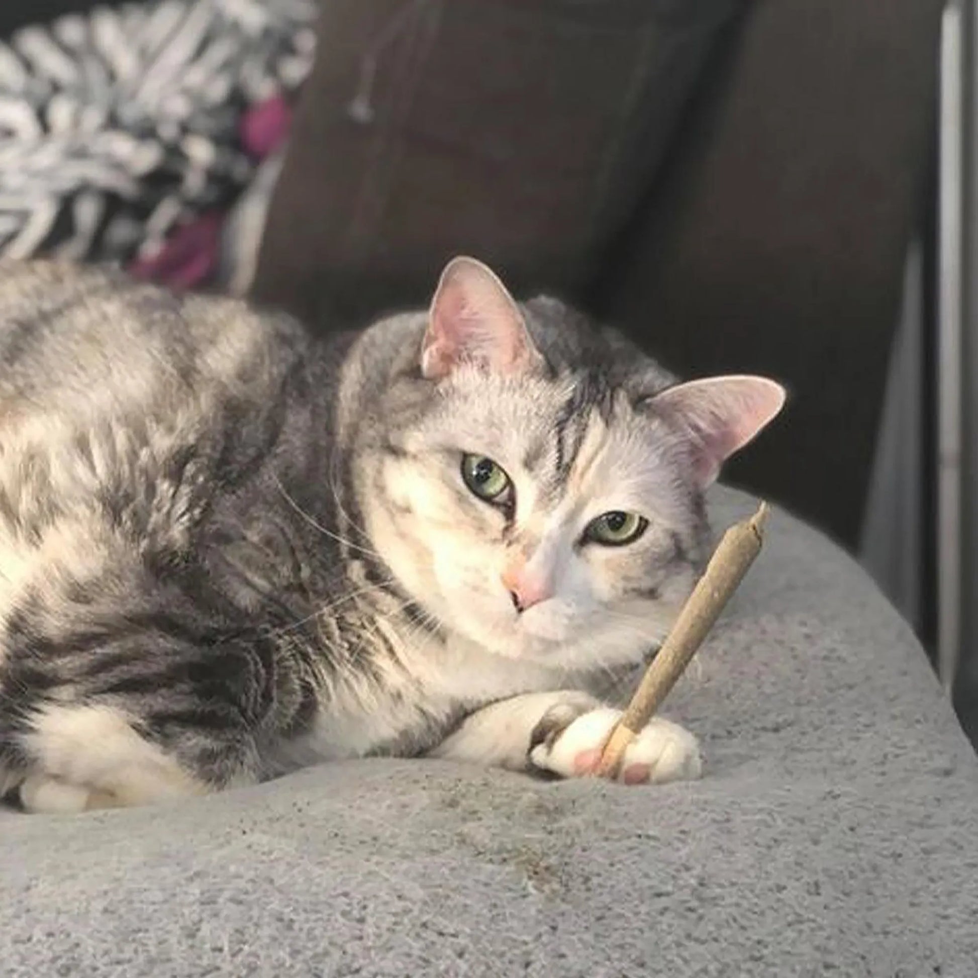 Gray tabby cat with a catnip joint on a gray couch.