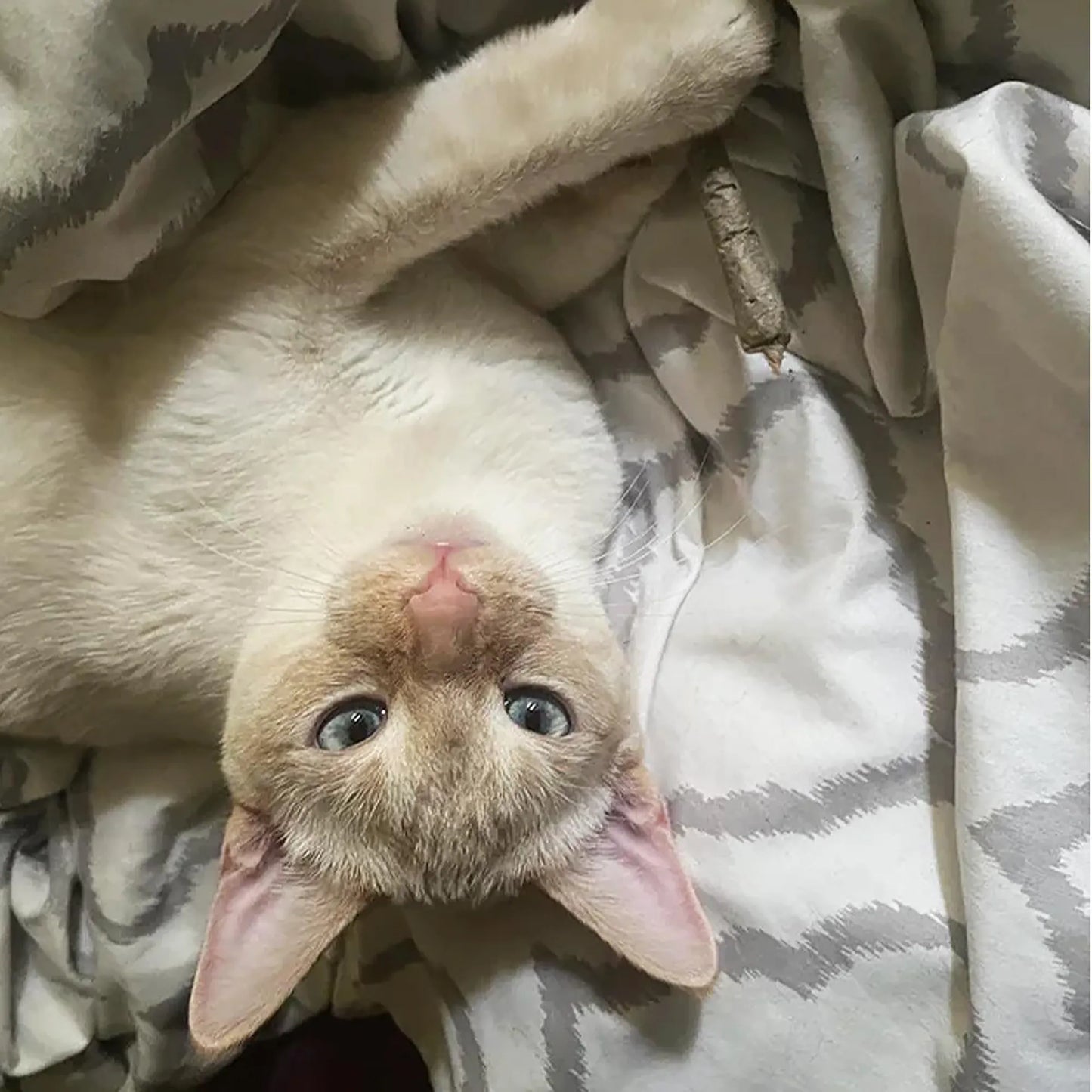 White cat lying upside down chewing a catnip joint.