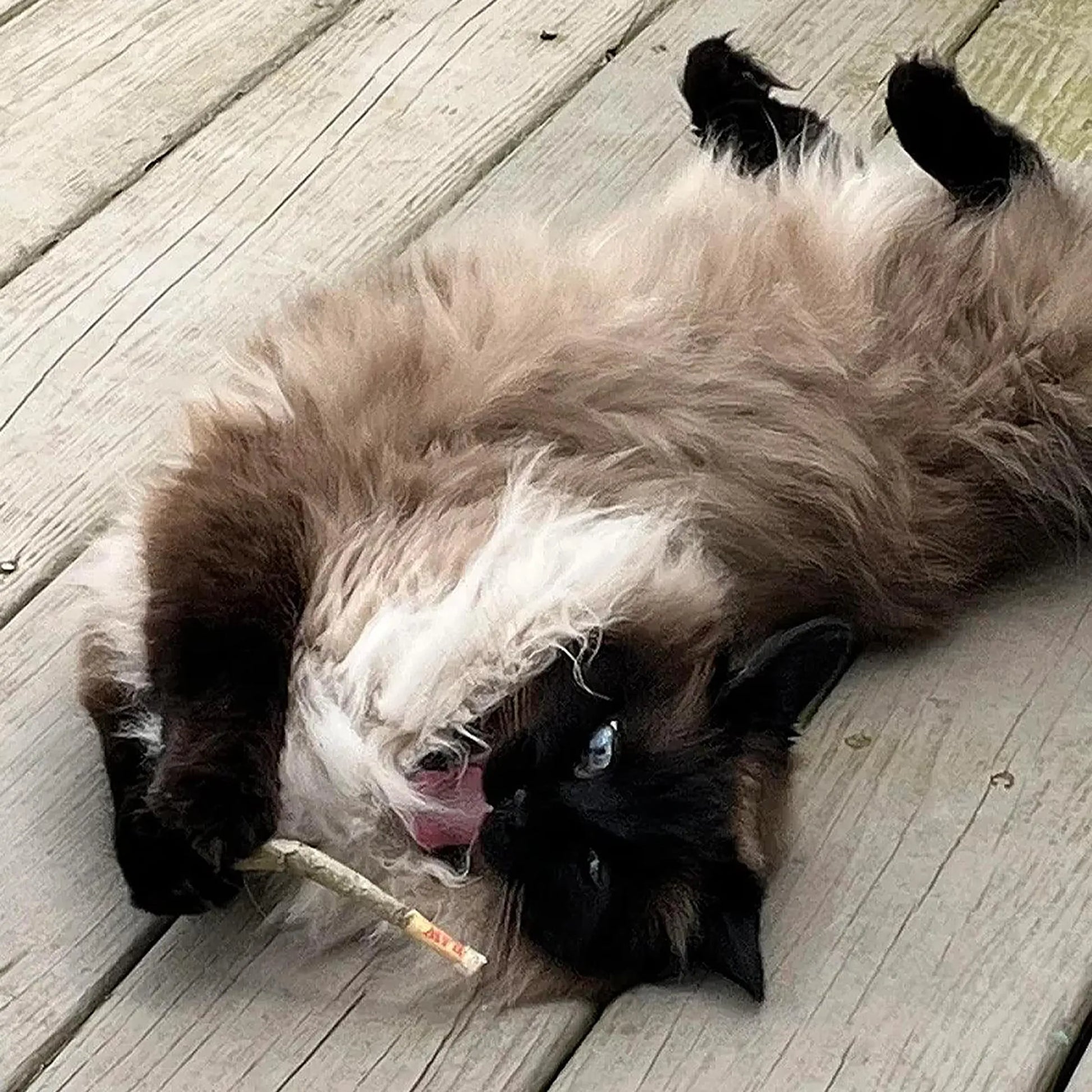 Himalayan cat playfully biting a catnip joint.