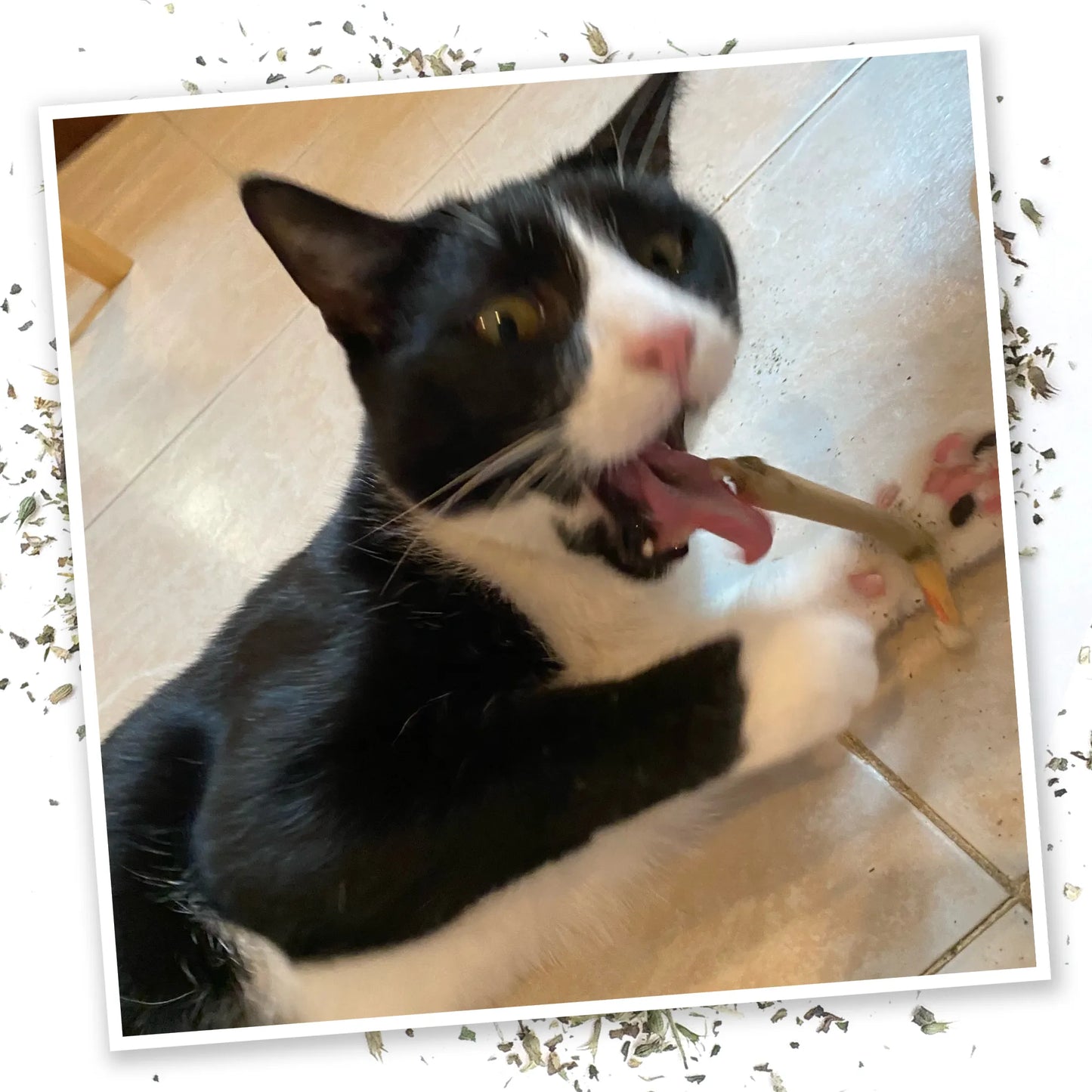 Black and white cat energetically playing with a catnip joint.