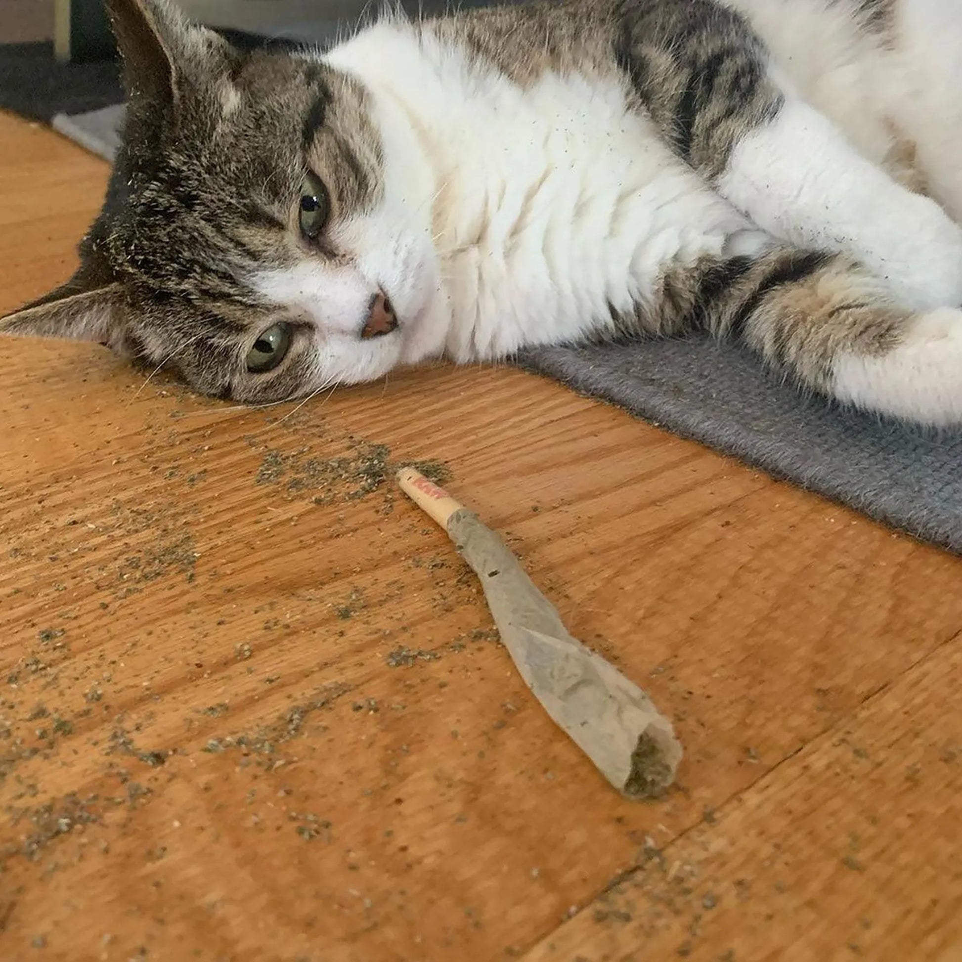 Gray tabby cat lying down next to a used catnip joint.