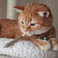 Orange cat quietly holding a catnip joint in its mouth.