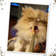 Persian cat biting a catnip joint.