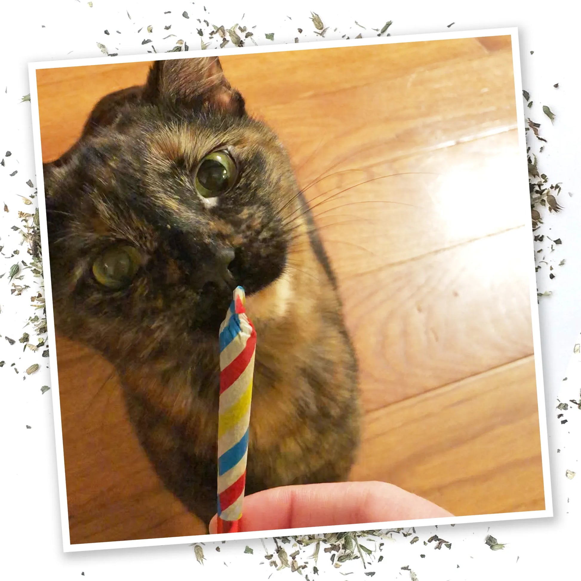 Tortoiseshell cat holding a colorful catnip toy in mouth.