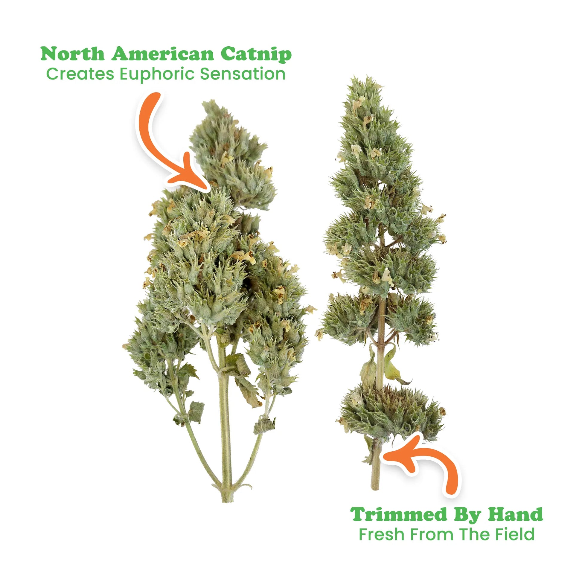 Catnip buds highlighted as North American, hand-trimmed for freshness.